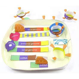 Coronavirus LIfe Cycle 3-D Model Kit
