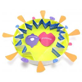 Coronavirus (COVID-19) Structure 3-D Model Kit