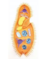 Paramecium 3-D Model Making Kit Set of 5