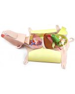 Fetal Pig Dissection Model Making Kit