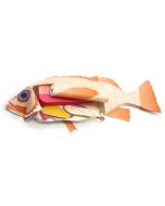 Fish-Perch-Dissection Model Making Kit Set of 5