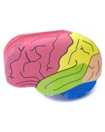 Human Brain 3-D Model Making Kit Set of 5