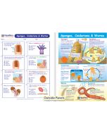 Sponges, Cnidarians & Worms Visual Learning Guide 