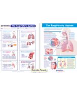 The Respiratory System Visual Learning Guide 