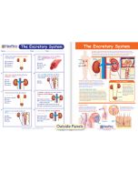 The Excretory System Visual Learning Guide 