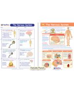 The Nervous System Visual Learning Guide 