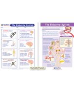 The Endocrine System Visual Learning Guide 