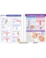 The Reproductive System Visual Learning Guide