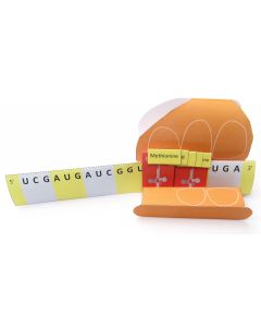 Translation & Protein Synthesis 3-D Model Making Kit