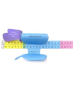 Transcription 3-D Model Making Kit