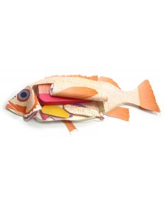 Fish-Perch-Dissection Model Making Kit Set of 5