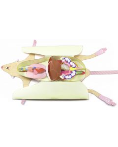 Rat Dissection Model Making Kit Set of 5