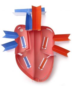 Human Heart 3-D Model Making Kit