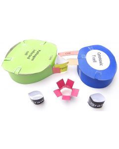 Immune System 3-D Model Making Kit