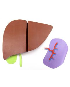 Liver and Spleen 3-D Model Making Kit
