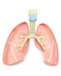 Lungs 3-D Model Making Kit