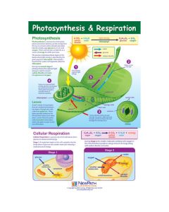 Photosynthesis & Respiration Poster, Laminated