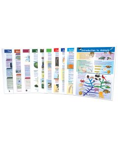 Six Kingdoms - Grades 5 - 9 Visual Learning Guides™ Set