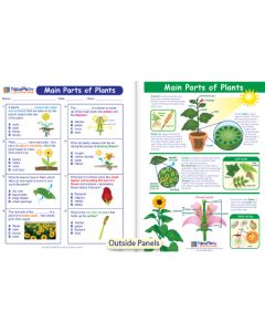 Main Parts of Plants Visual Learning Guide 